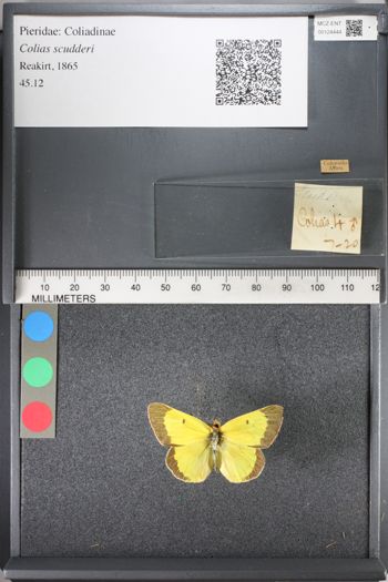 Media type: image;   Entomology 124444